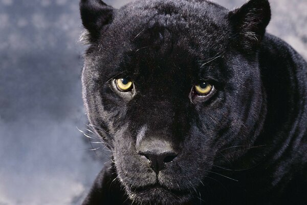 A black panther with a long predatory look