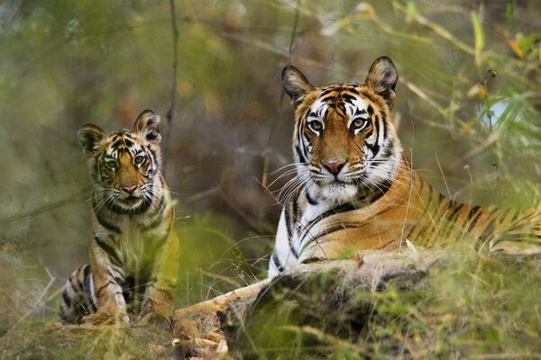 Los tigres en el bosque miran de cerca