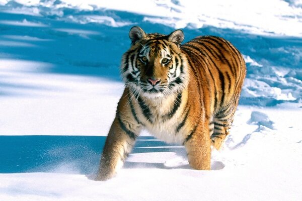 Tigre agraciado en los campos de nieve