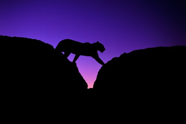 The silhouette of a leopard among the stones