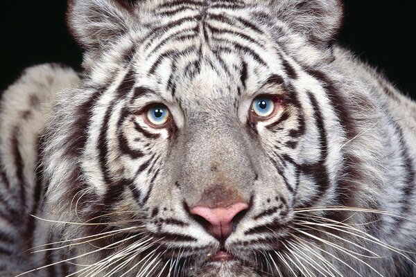 Photo d un tigre blanc avec des yeux jaune-bleu