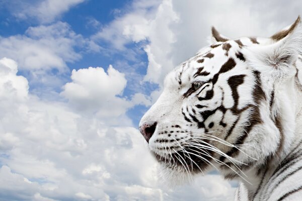 Tigre blanc sur fond de ciel bleu