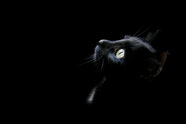 Black cat on a black background