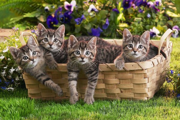 Quatre chatons dans un panier sur l herbe verte