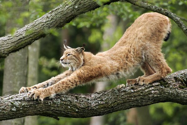 Un lince afila sus garras en un árbol