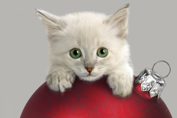 Chaton blanc avec des yeux verts sur une boule de Noël rouge