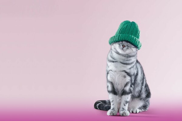 Grey cat in a green hat