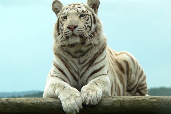 Descanso sereno del tigre blanco