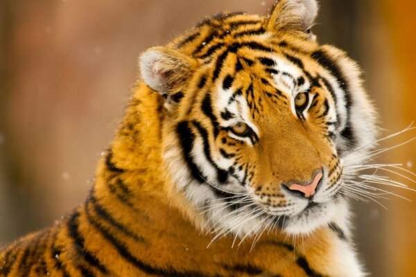 La mirada encantadora de los animales carnívoros