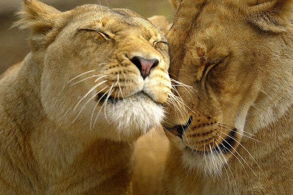 A pair of lovesick lions cuddle up to each other