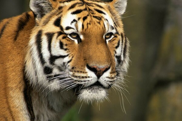 Hermoso depredador, tigre, bestia