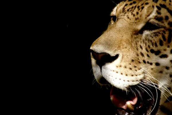 Muso di leopardo a bocca aperta