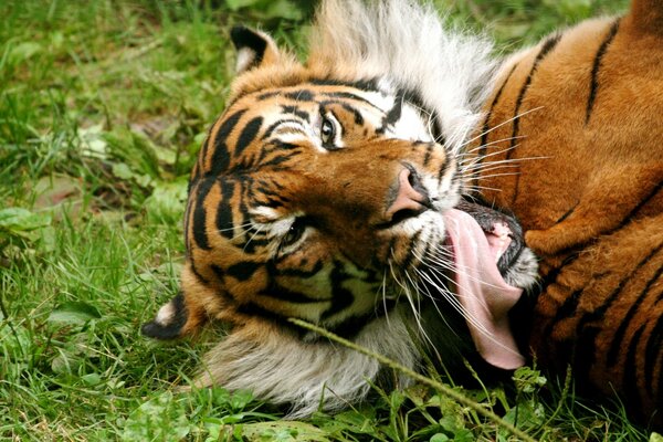 Frolicking on the grass tongue-tied tiger