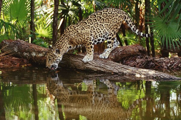 Jaguar am Wasserloch in freier Wildbahn