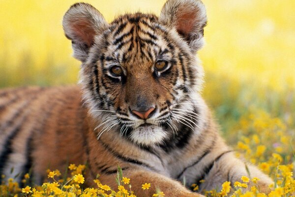 Un piccolo cucciolo di leone giace in fiori gialli