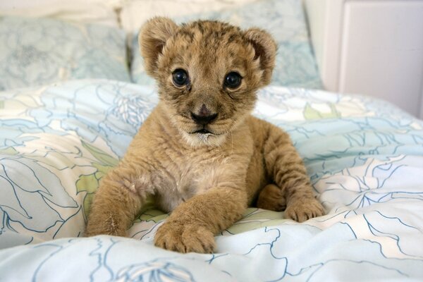 A little lion cub is lying on the bed