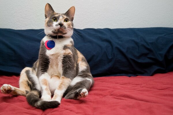 Un gato que sabe el valor de sí mismo y su collar