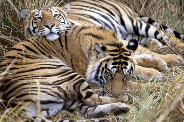 Tigres descansan en hierba alta