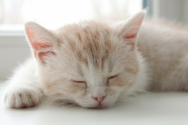 Dormir sur le rebord de la fenêtre chaton