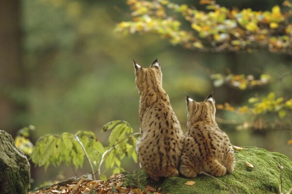 Dos linces cazan en el bosque