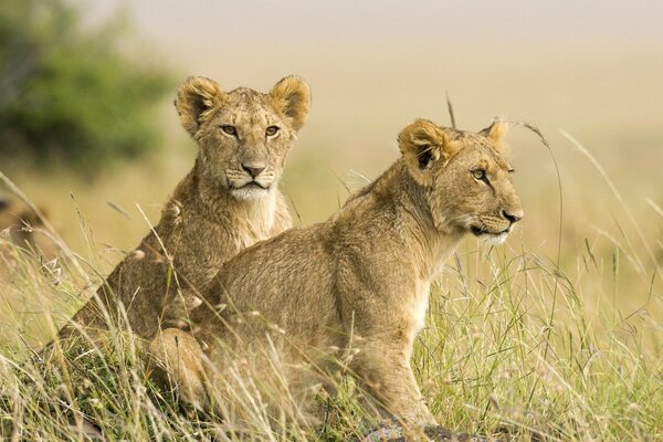 Cuccioli di leone sulle praterie della savana nativa