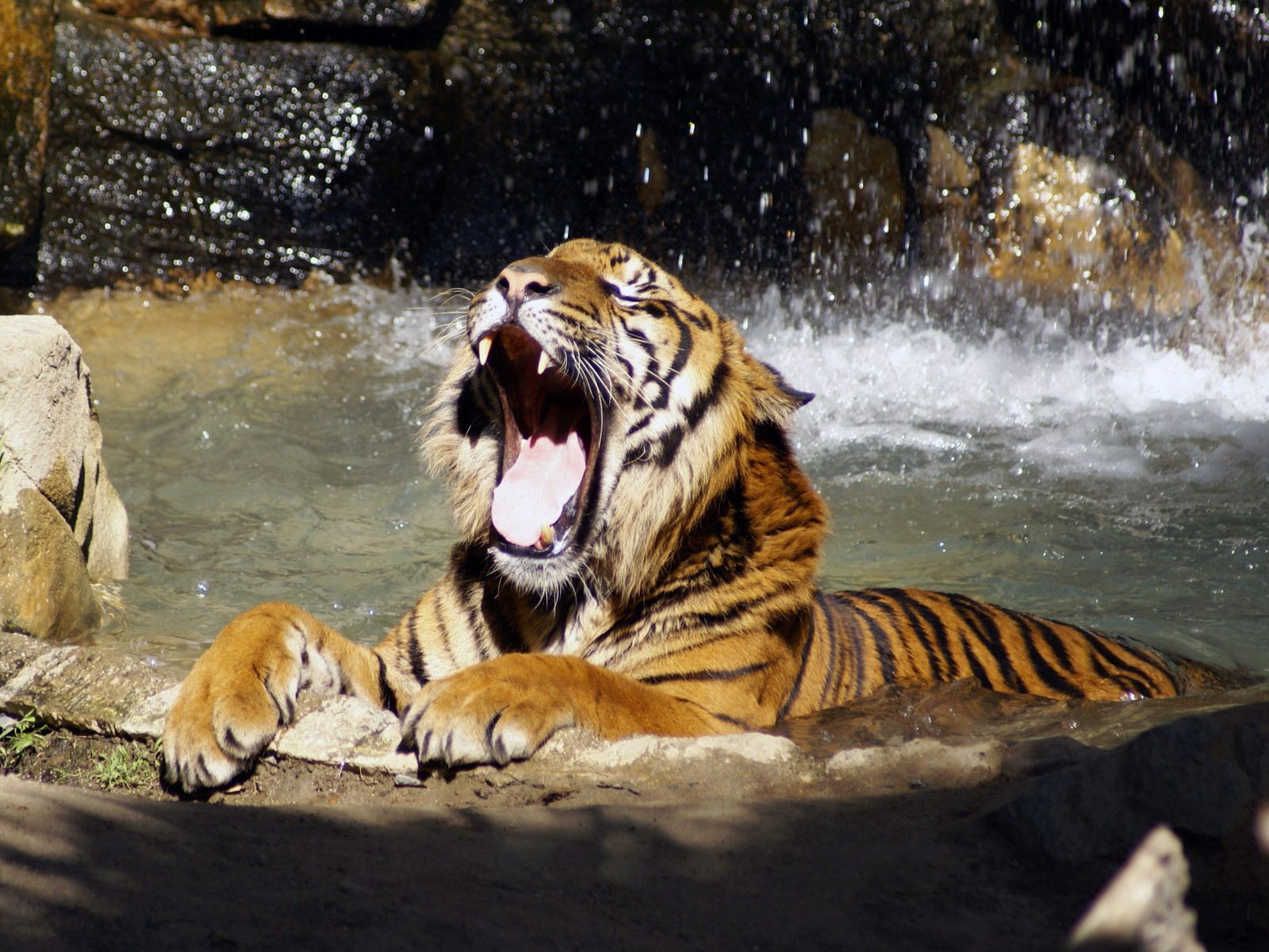 tigre gruñidos río