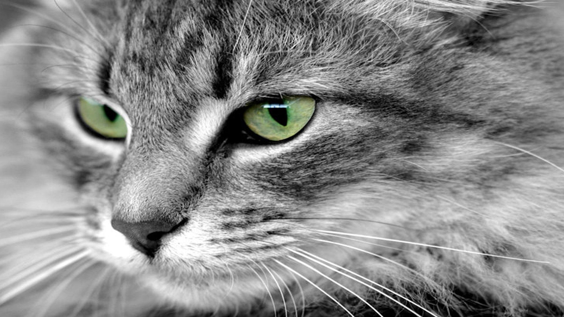 gris blanc chat vert yeux