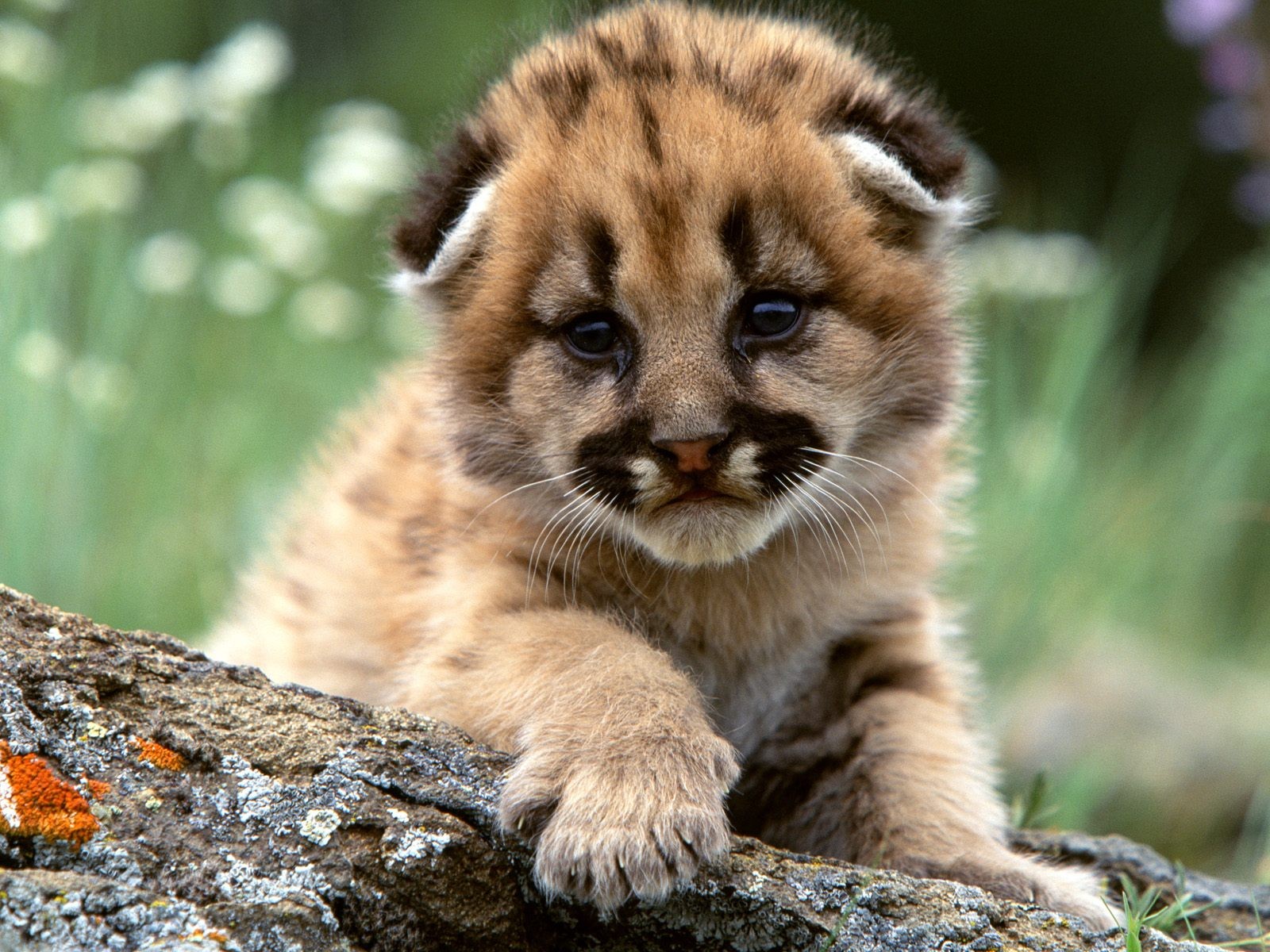 bébé chat peluches