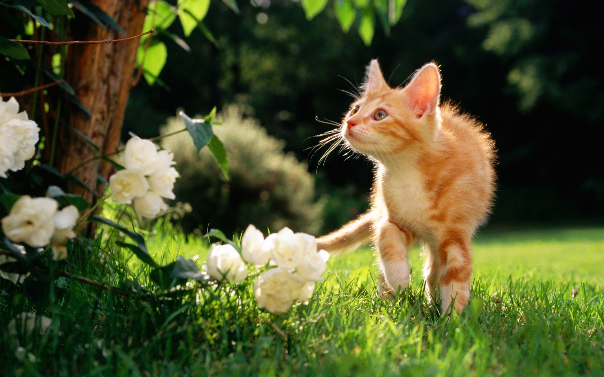 rote katze gras blumen