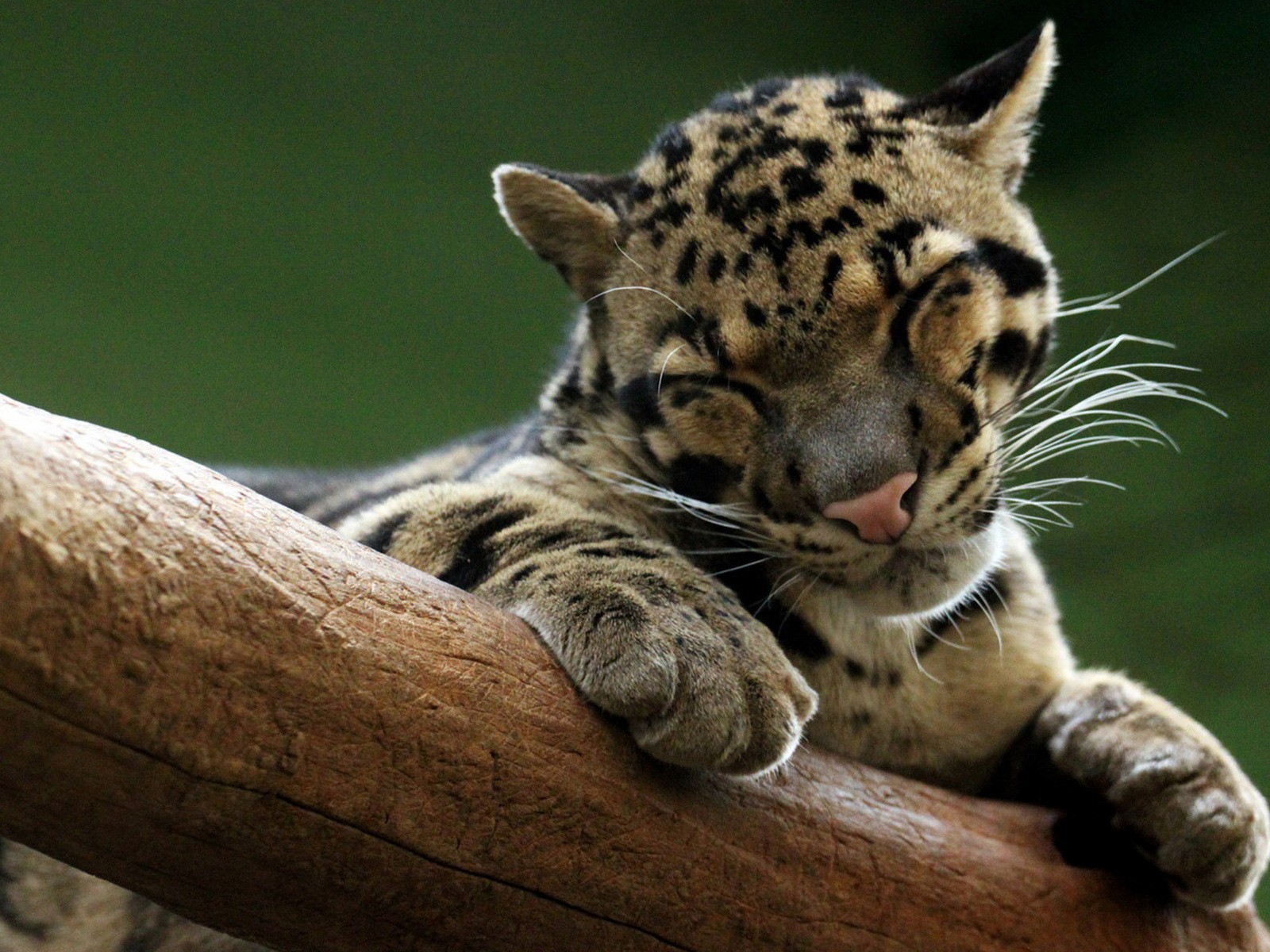 ahumado leopardo en el árbol sueño