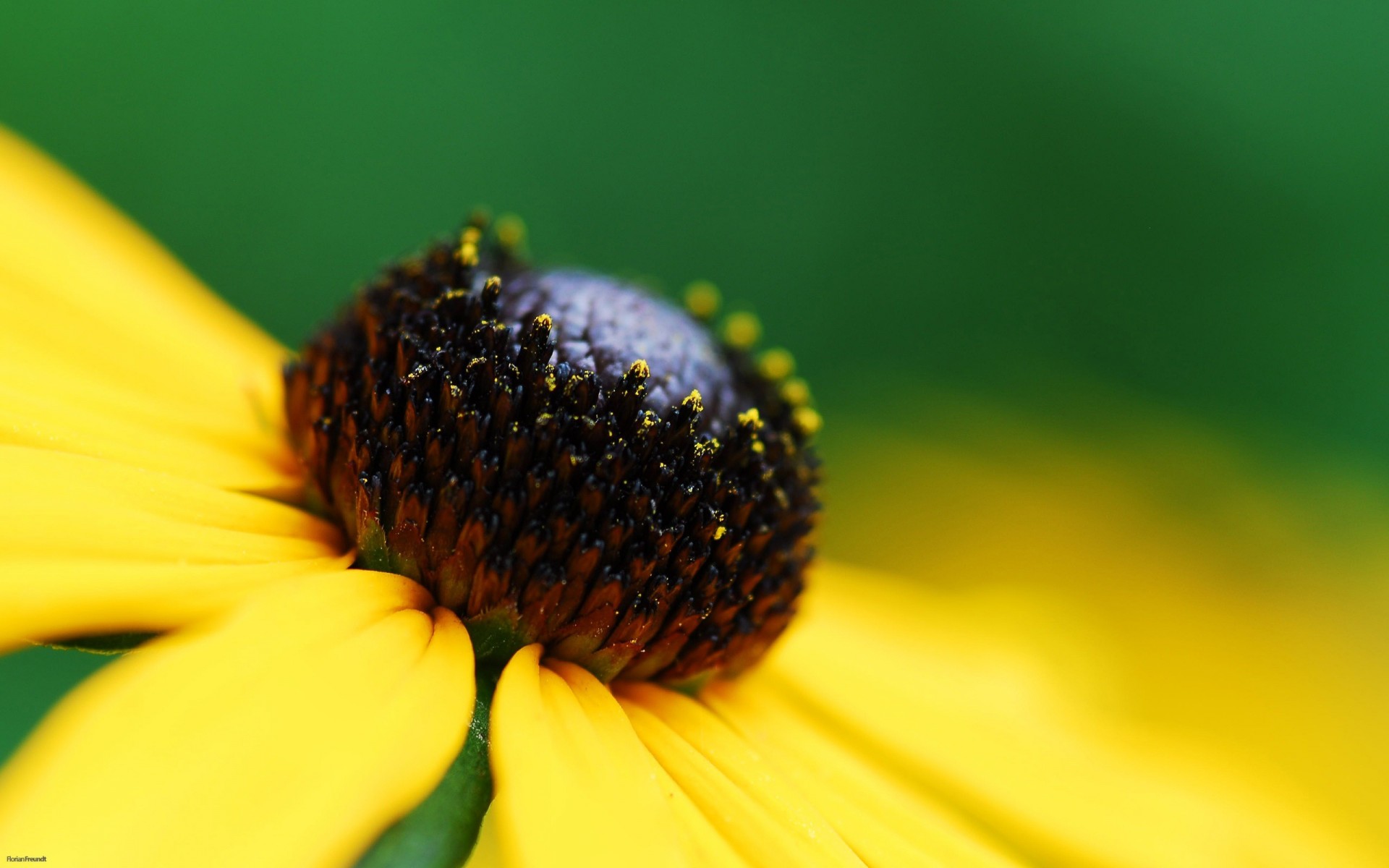 macrocarpa fiori giallo