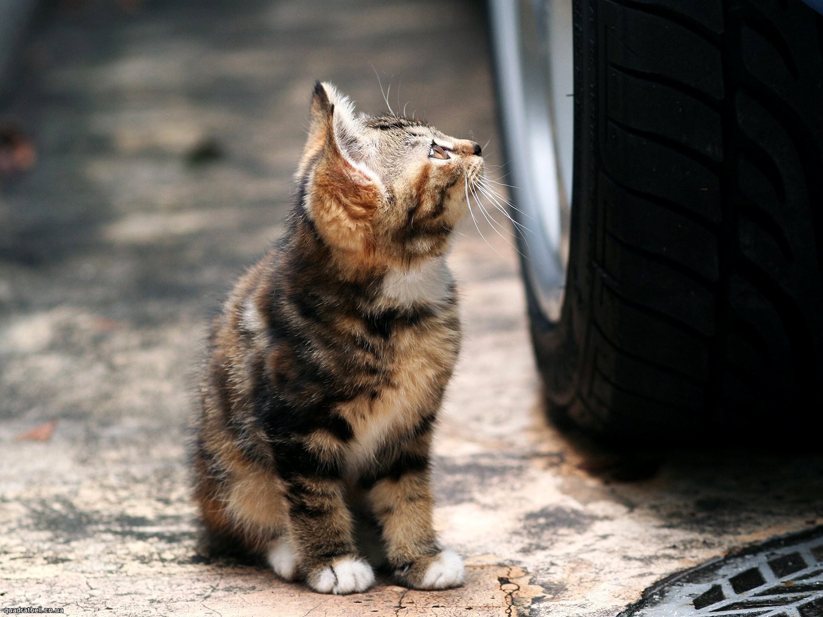 gattino ruote strada ricreazione