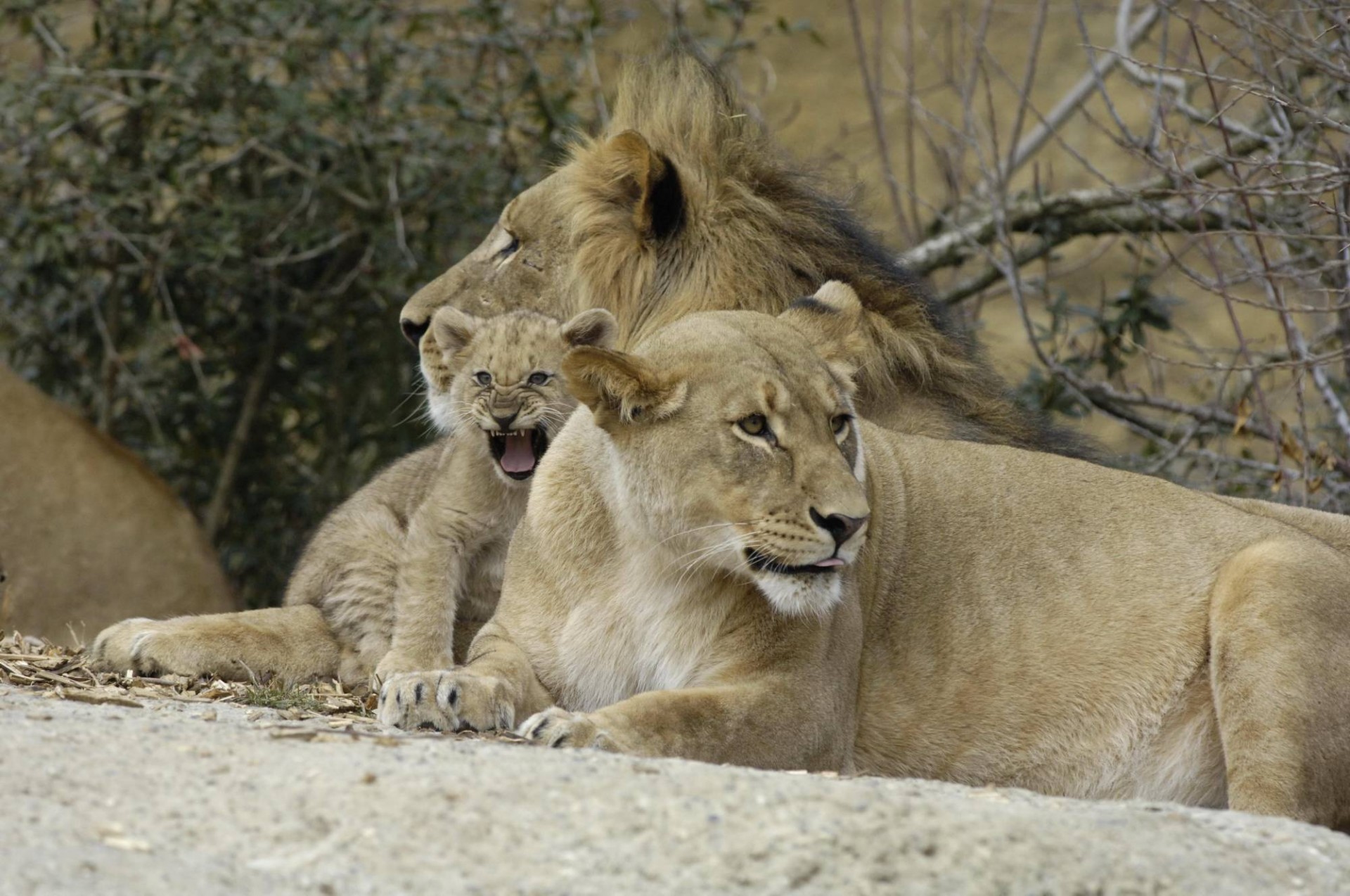 lions family kitten