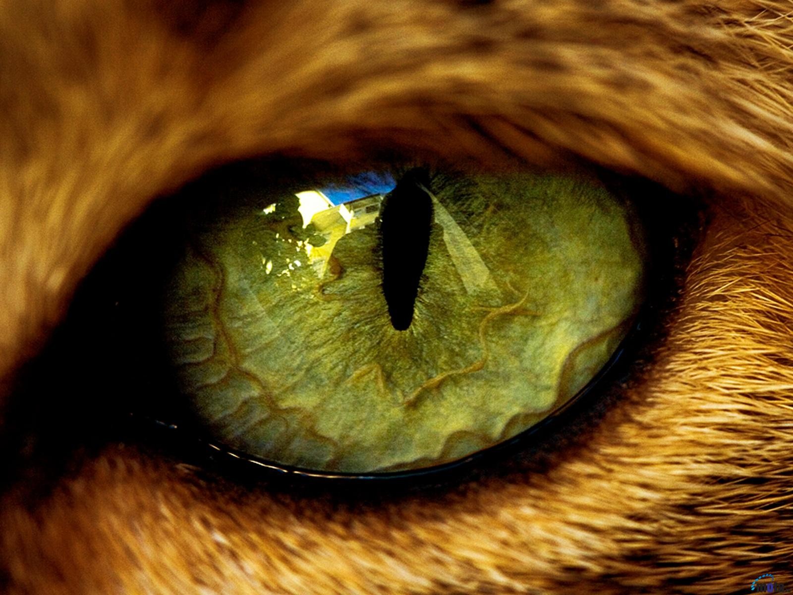 katzen auge katzenauge