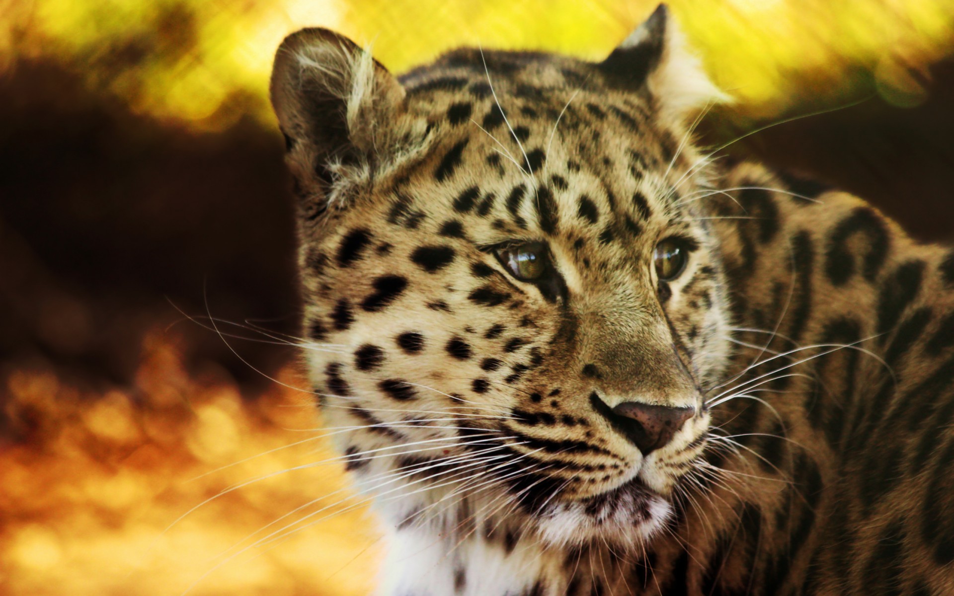 guépard regard puissance