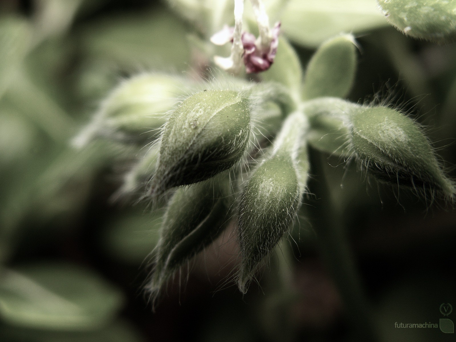 makrobehälter pflanze blume