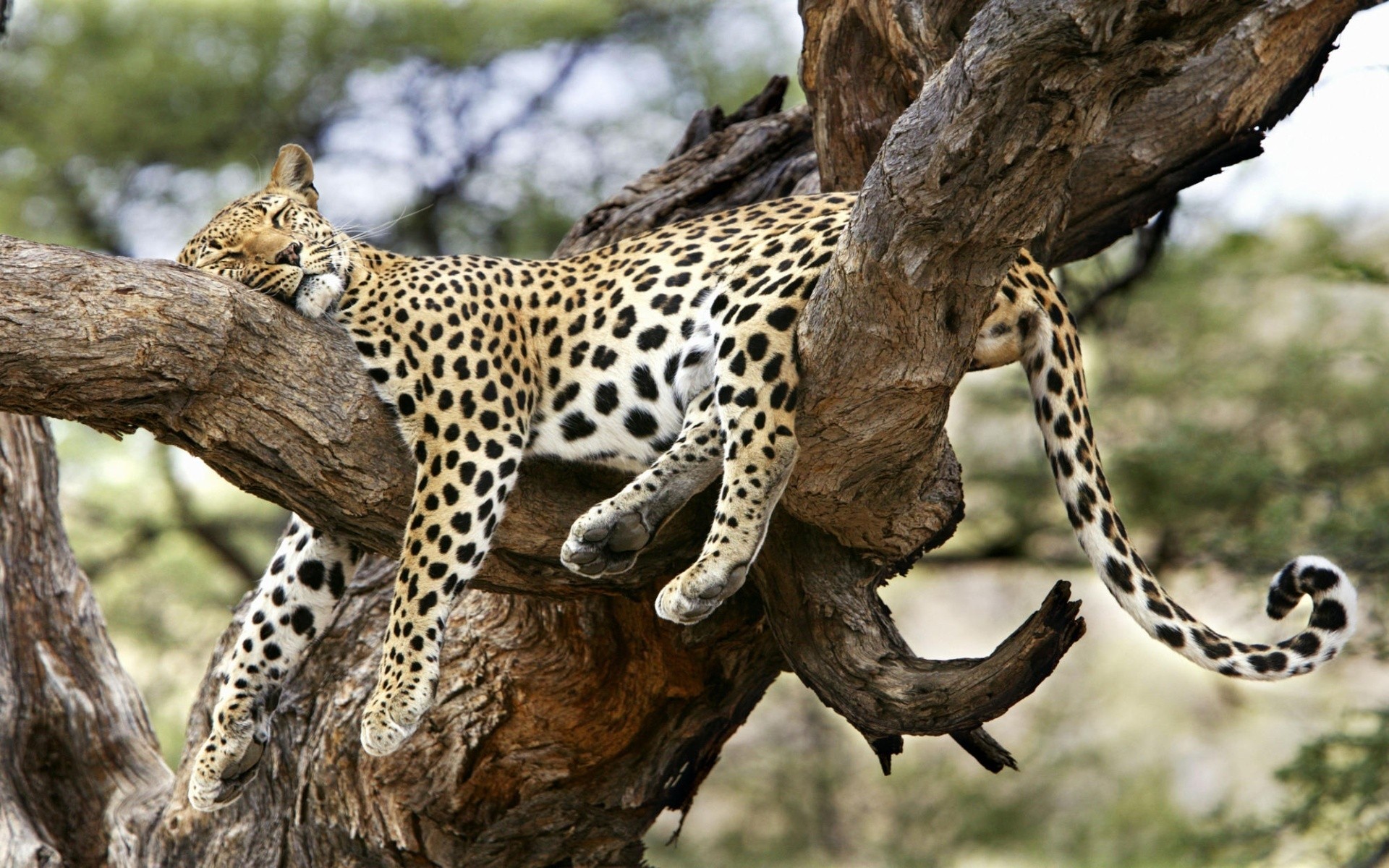 leopard comfortable sleeping tree