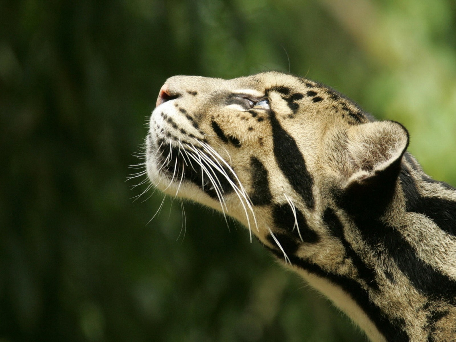 animales ahumado leopardo cabeza