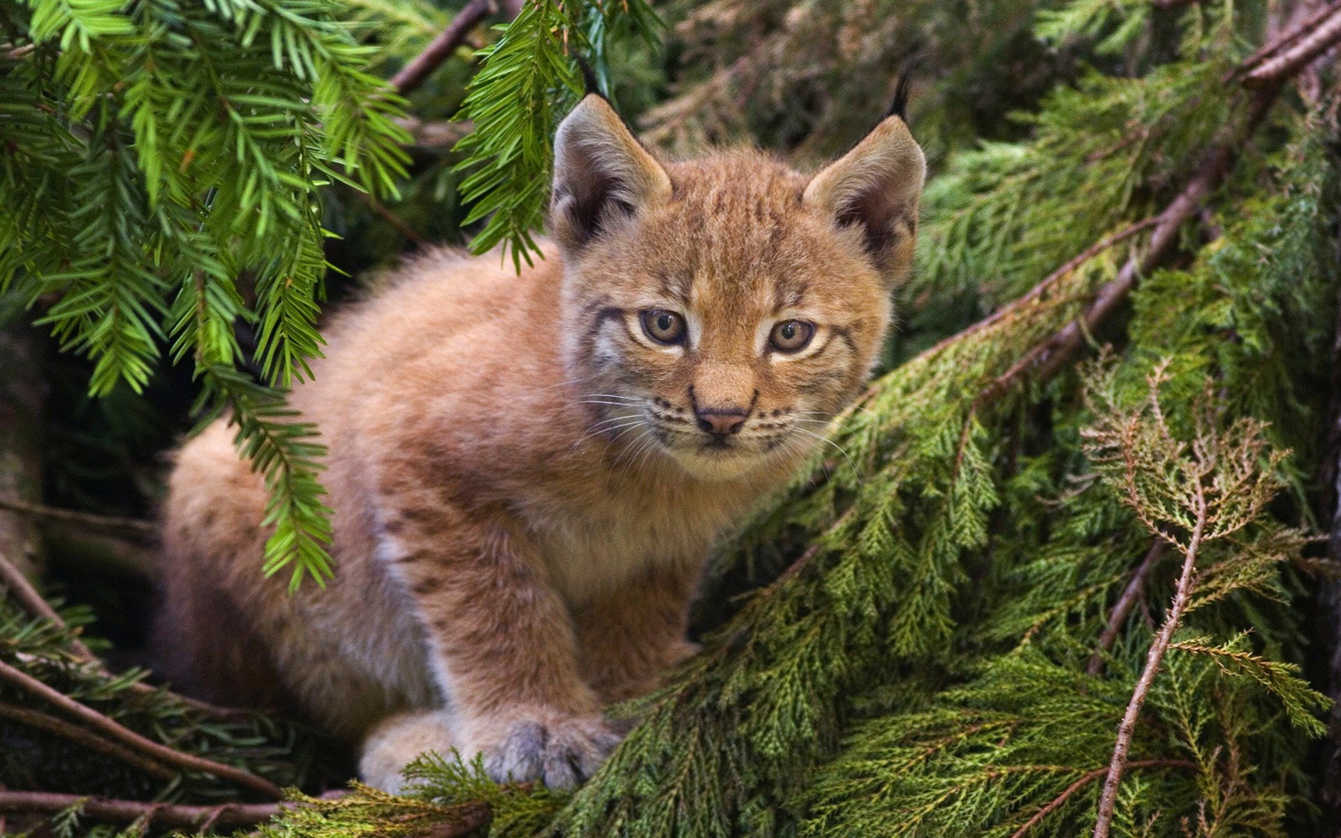 lynx forêt chat chaton