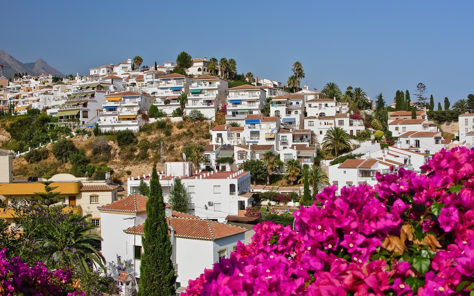 naturaleza casas palmeras flores españa ciudad