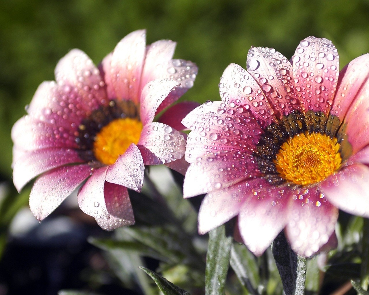 flores rocío gotas gotas prroda