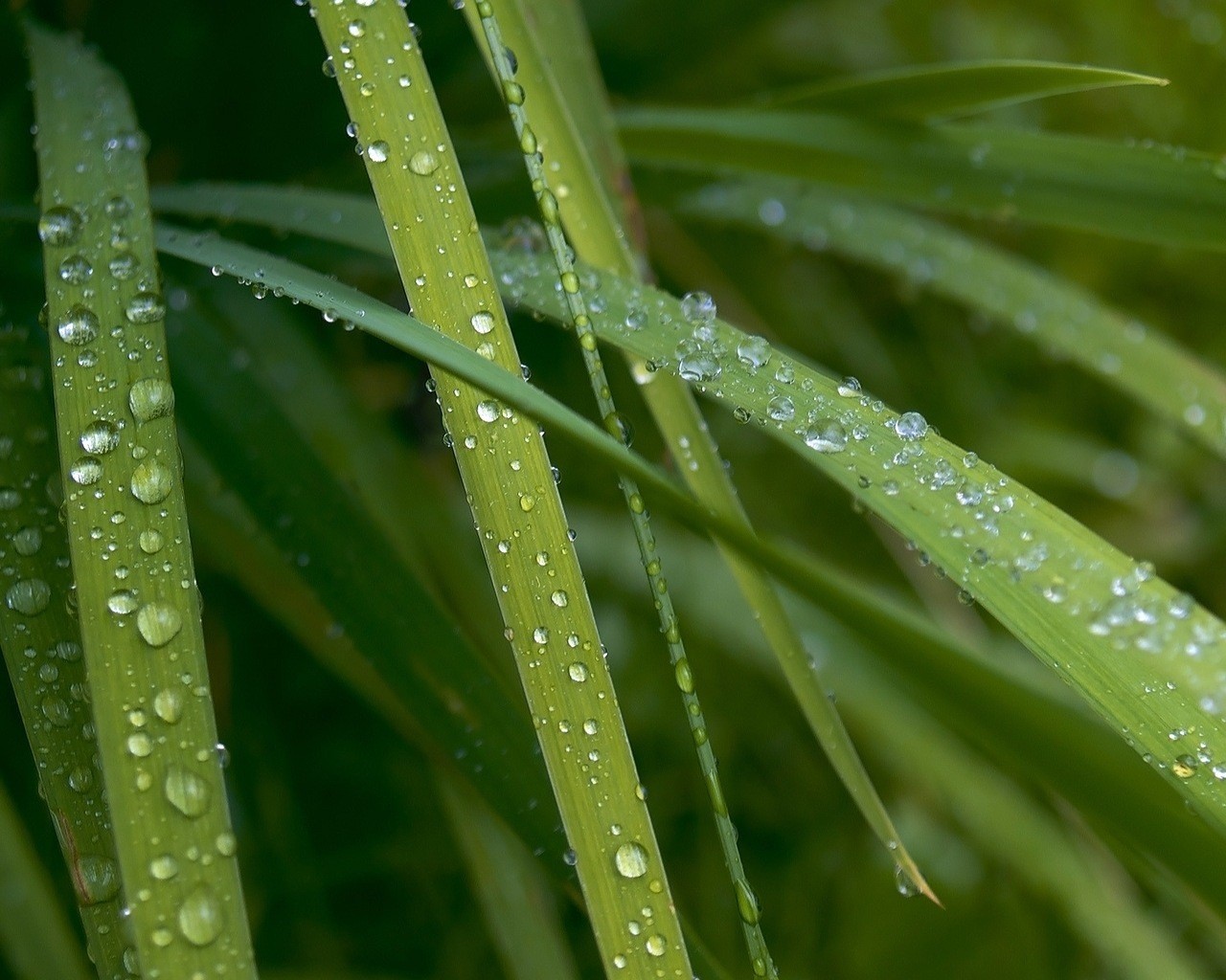 drops droplets rosa green leaves a desktop