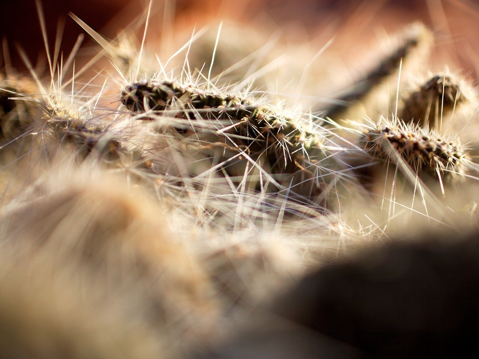 caterpillar insects needle close up