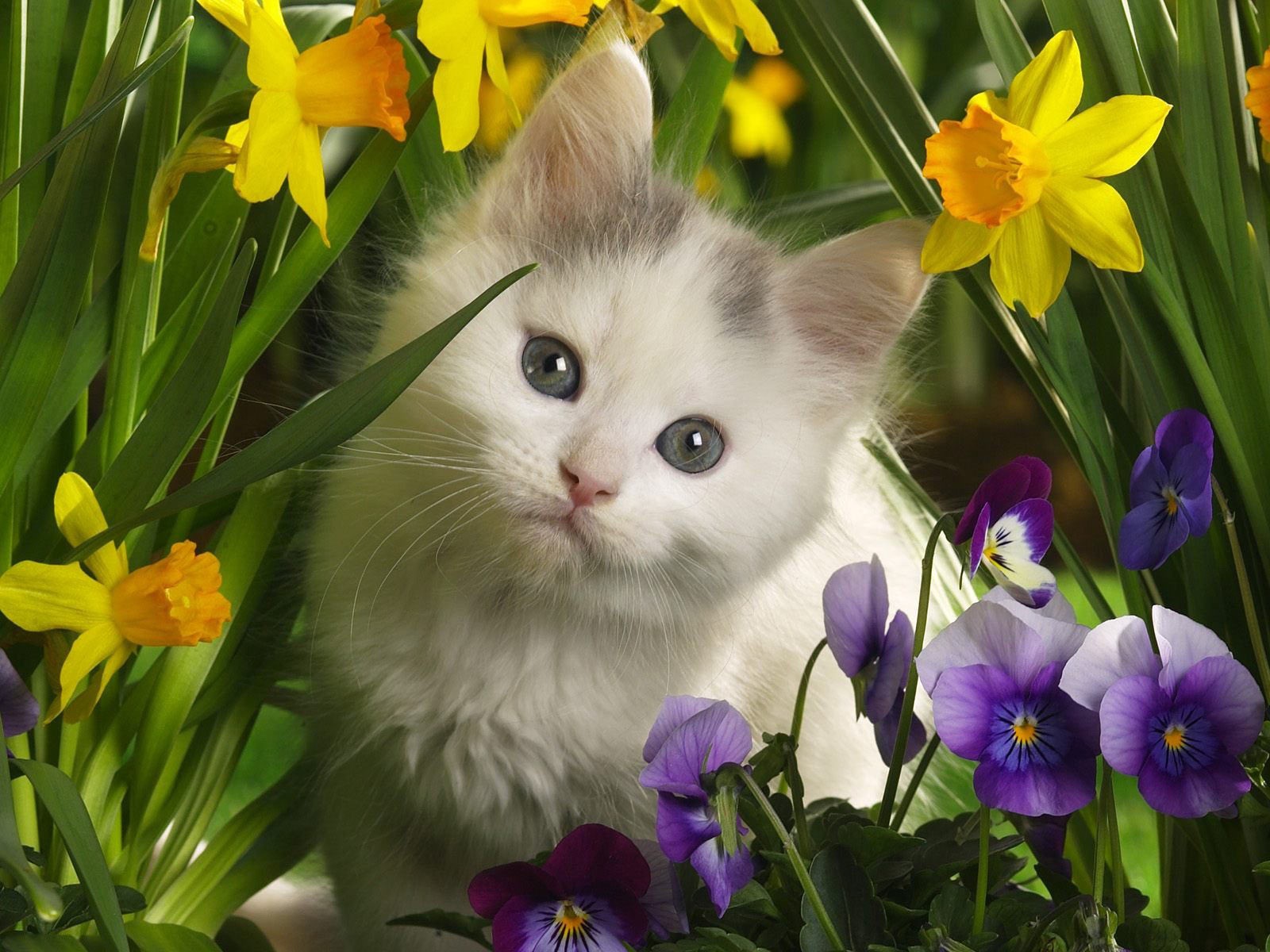 chaton enfant fleurs regard