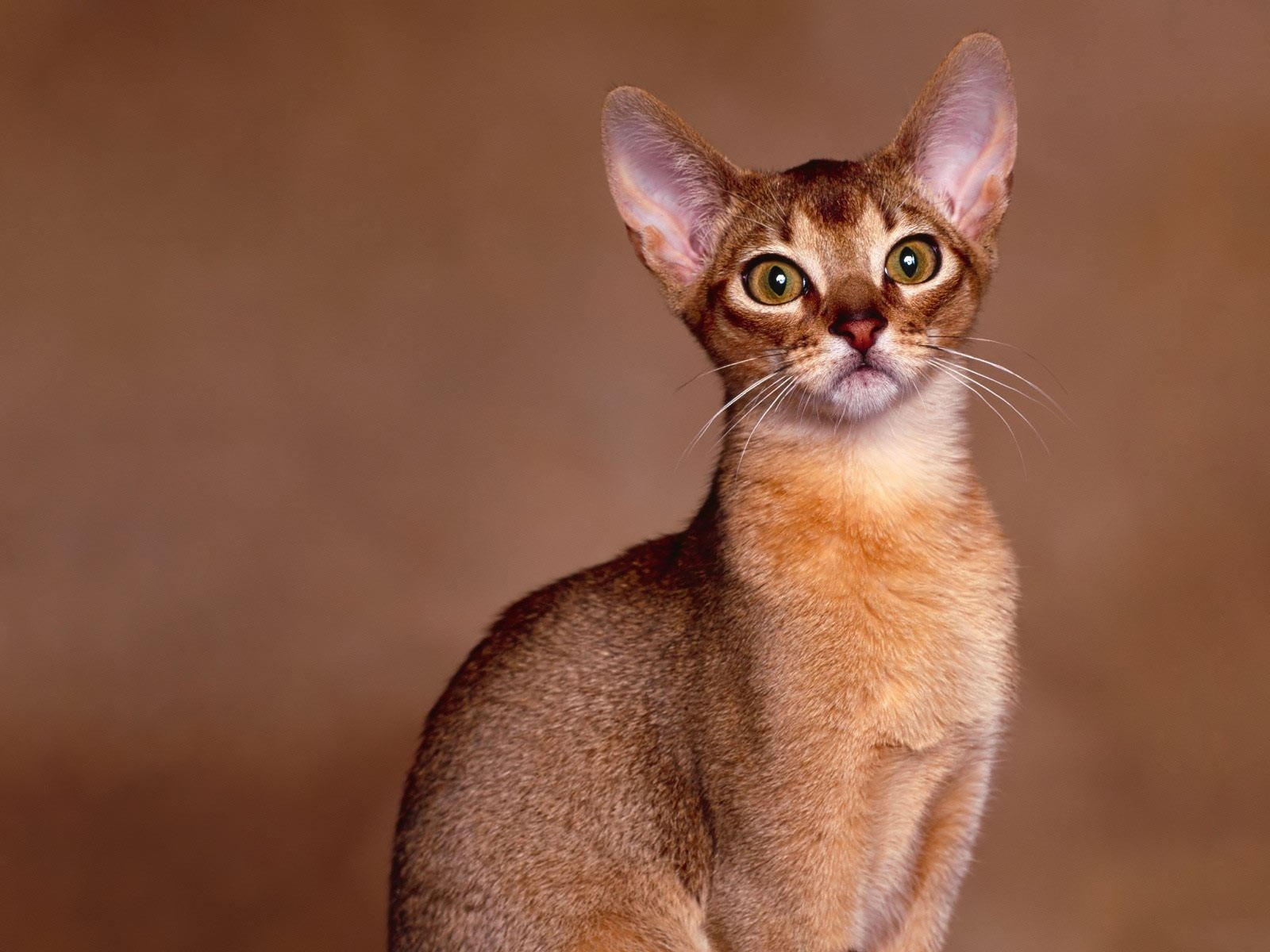 aquí tal gato orejas