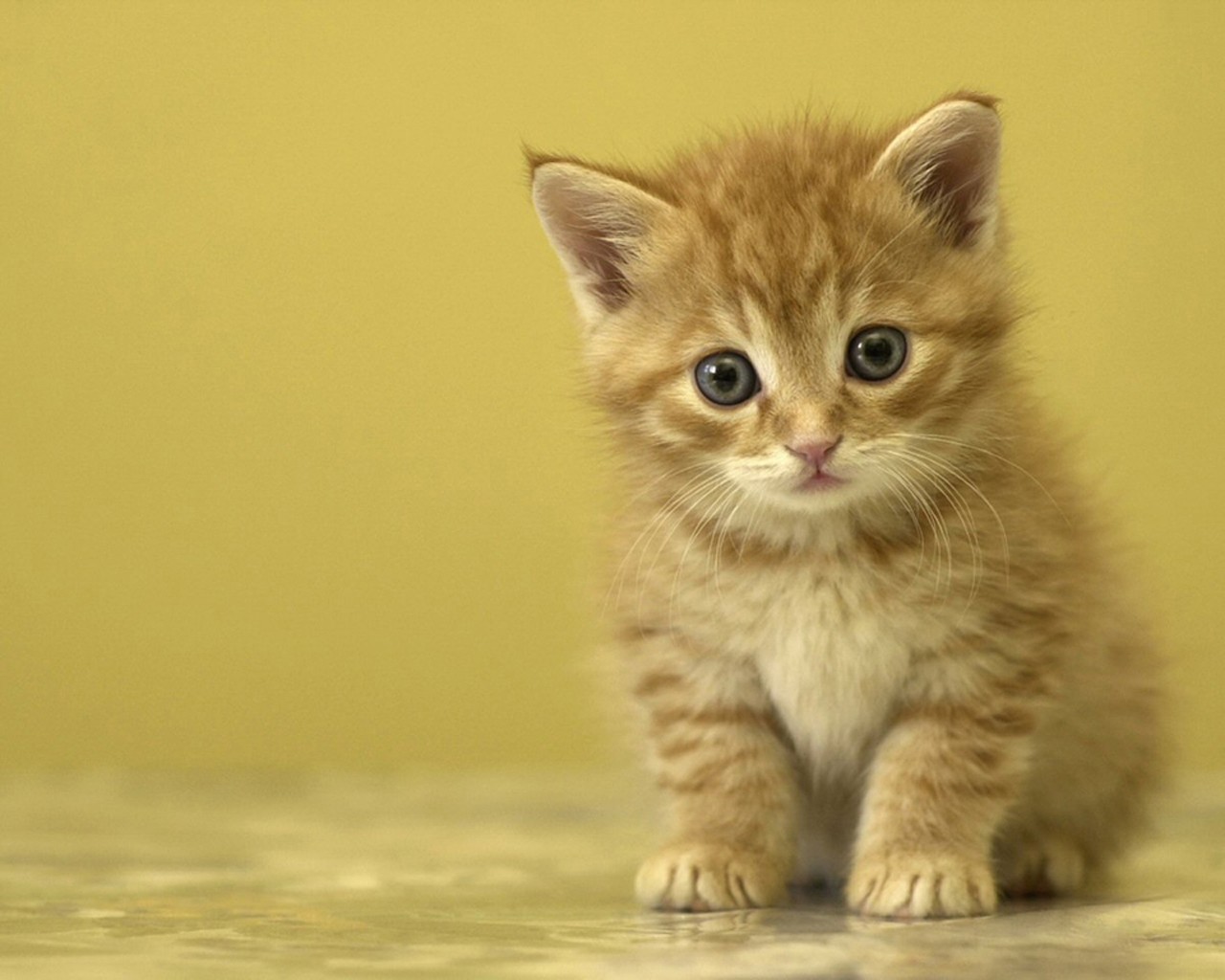 gattino bambino devozione