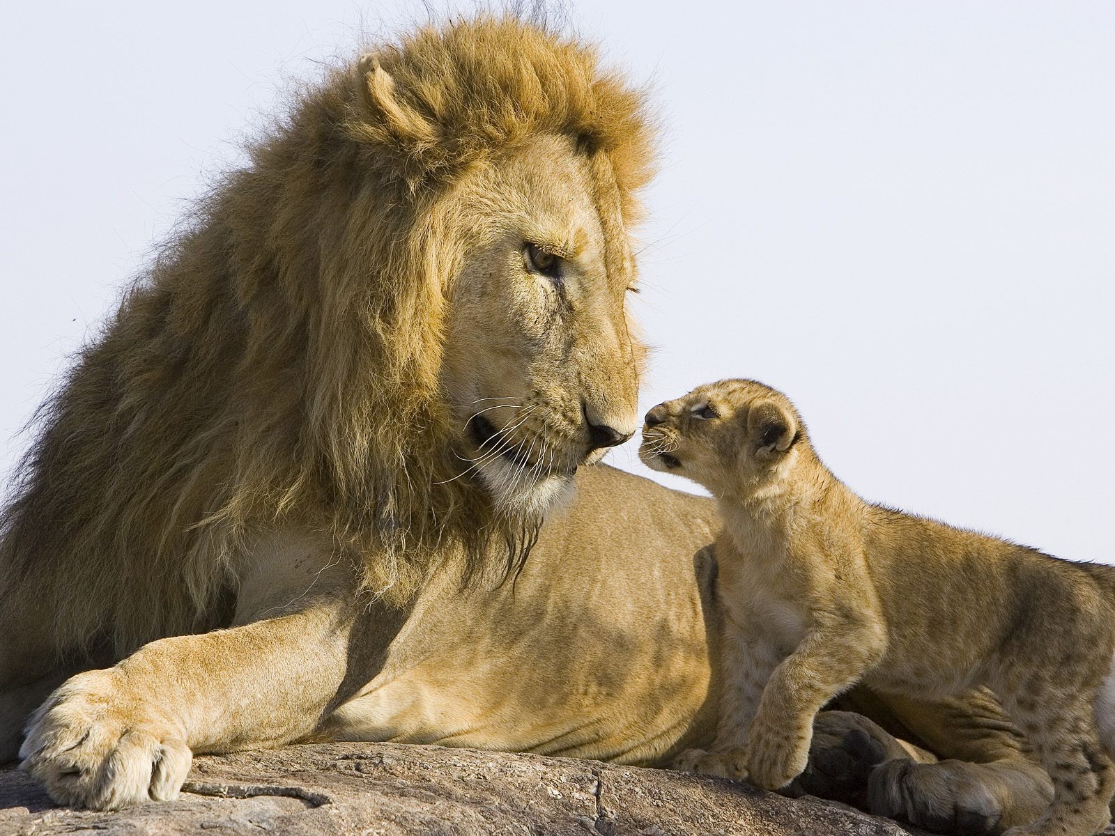 lion cub stone