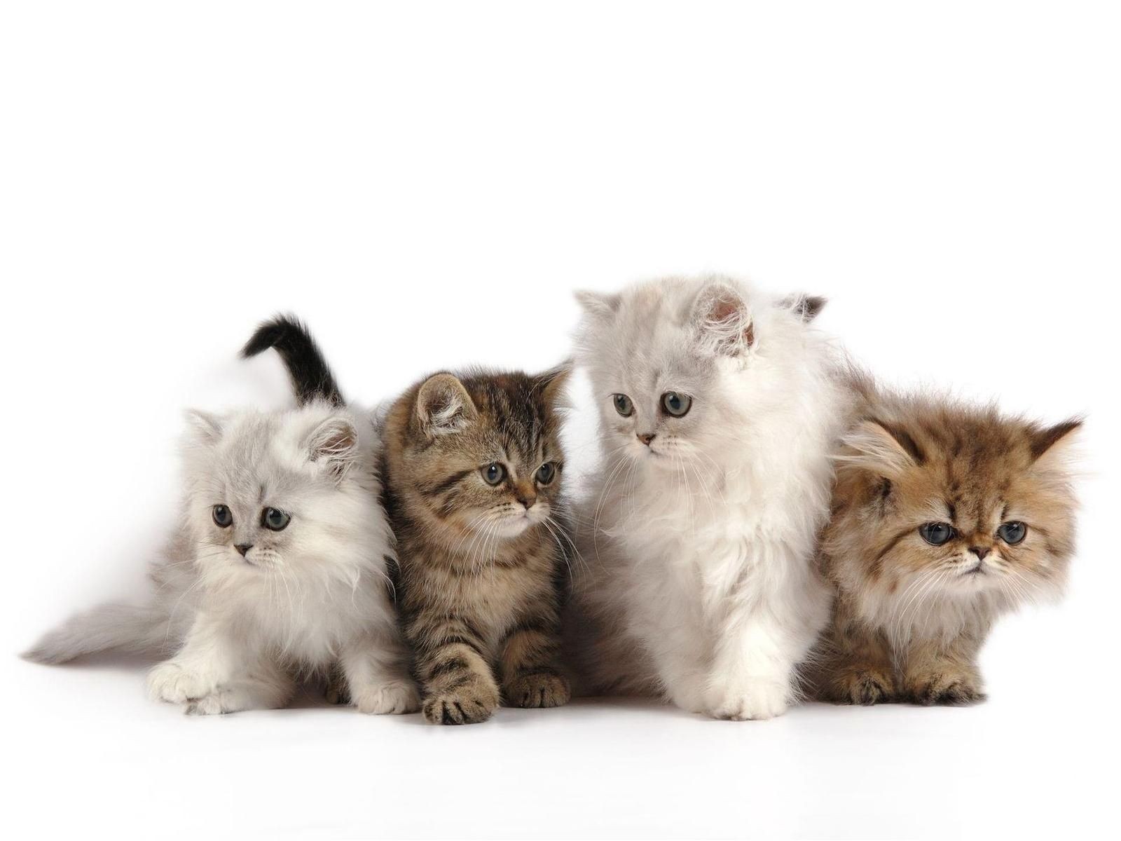 chatons tout-petits moelleux