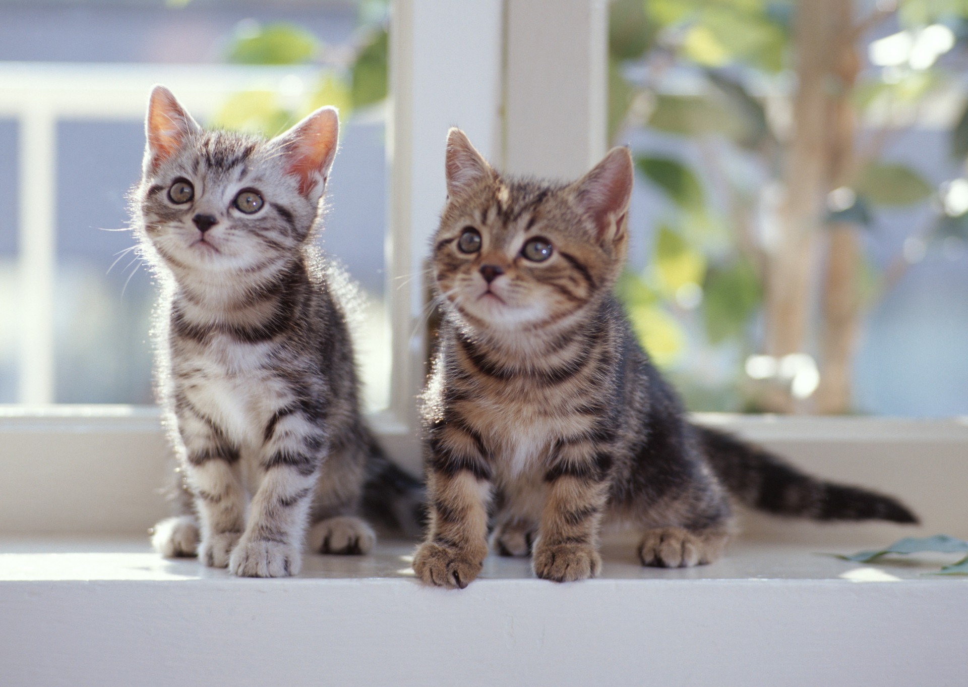 chatons fenêtre regard