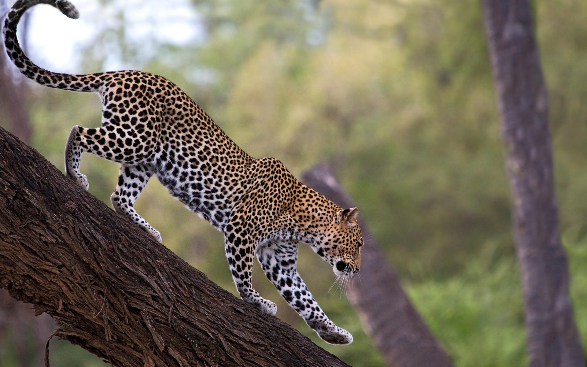 leopardo árbol